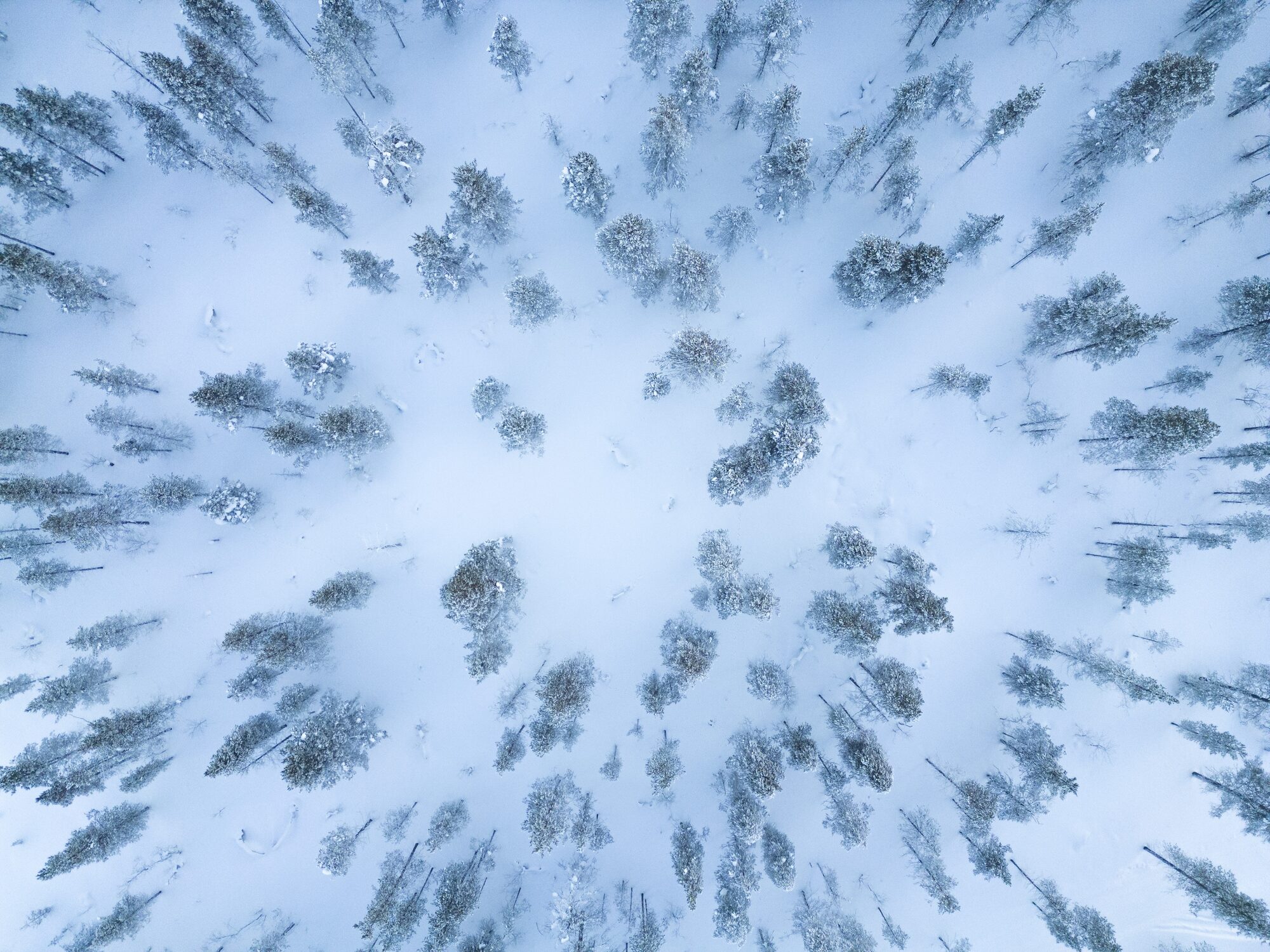 Scattered Solitude