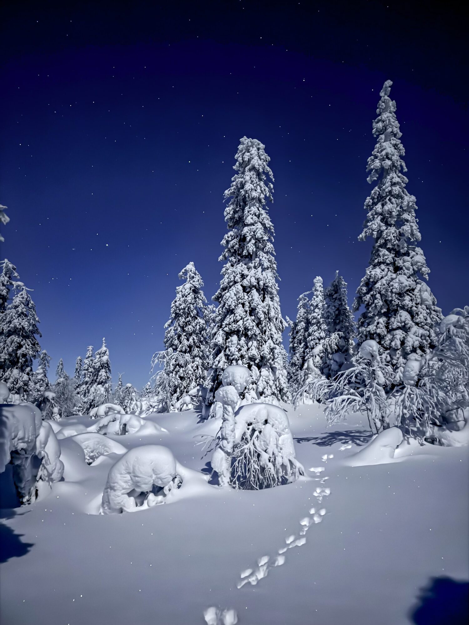 The Starlit Forest